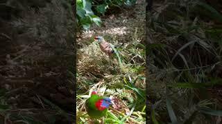 Red Eared Parrotfinch | Longtailed finch | Bird Aviary