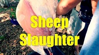 Sheep Slaughter (and processing)