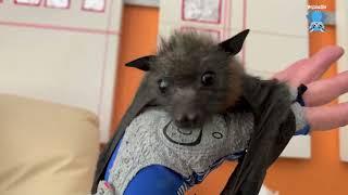 Baby flying-fox in care:  this is Frangelica with Maggie