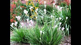 Anigozanthos Bush Gems kangaroo paws