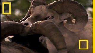 Big Ram Rumble | National Geographic