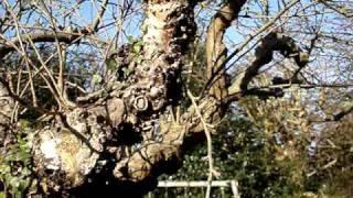 restoring old apple trees part 1