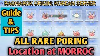 RARE PORING LOCATION AT MORROC | RAGNAROK ORIGIN:KOREAN SERVER | OBT (GUIDE & TIPS FOR BIGINNER'S)