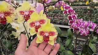 ОрхоРай в гостях у FM orchids!