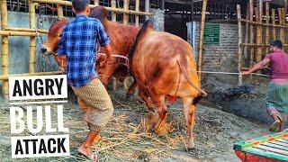 Biggest Cow Farm in Bangladesh | Sadeeq Agro Cattle Farm 2021 | Big big cow 2021 part 6