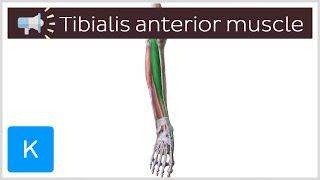 Tibialis anterior muscle | Anatomical Terms Pronunciation by Kenhub