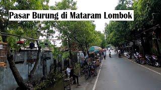 PASAR BURUNG DI MATARAM LOMBOK, INI LOKASINYA!