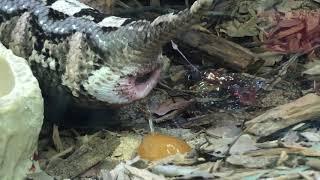 Gaboon viper giving birth