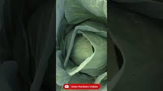 Cabbage Agriculture | Farm Video | Farming in Tamilnadu | Sema nAchunu Irukku | Kabilan