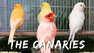 The Domestic Canary : A Fascinating History of the Beloved Songbird in Aviculture