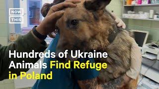 Polish Shelter Treats Animals From Ukraine