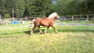 Black Forest Draft Horse Gelding Faroe