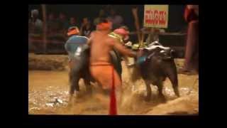 Kambala Race