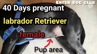 40 days pregnant labrador #scoober #thepetvision #dog @KartikMahotra101 @DrSardanaPetCareTips