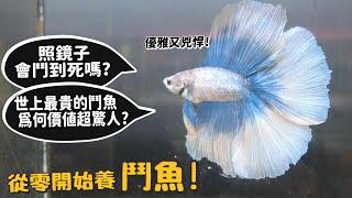 【從零開始養】鬥魚!照鏡子會鬥到死嗎?世界上最貴的鬥魚為何價值驚人?【許伯簡芝】