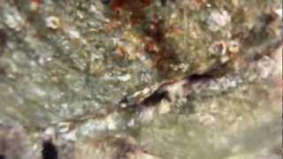 Corsica-Underwater Footage-Plage De Torra Di Campomoru-2