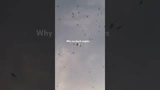 What happens when Eagles  come ? #eagles #sky #crowd #work #fun #serious #safe #happiness #new