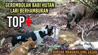 PASANGAN YANG SERASI | Anjing ini membuat babi hutan lari berhamburan | Wild Boar Hunting..