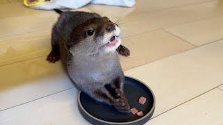 Surrounding the dinner table with otter can be very difficult!