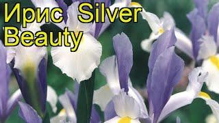 Ирис Сильвер Бьюти (Silver Beauty). Краткий обзор, описание характеристик, где купить луковицы