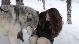 The heartwarming moment Kekoa the giant timber wolf plays with a wildlife worker