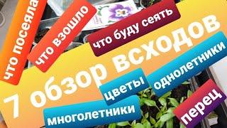 7 обзор всходов/Однолетники, многолетники, перцы/Что посеяла, что взошло/Что буду сеять