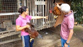 FUI COMPRAR UMA GALINHA CAPOEIRA / CAIPIRA A GEANE ELA EXPLICA COMO É A MELHOR MANEIRA DE CRIAR