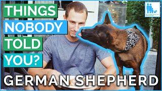 Things Nobody Told You About Owning a German Shepherd? - Vet Dr Alex