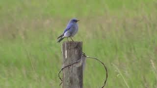 The Story of Adrian the Wizard mesmerized by the beauty of the Mountain Blue Bird