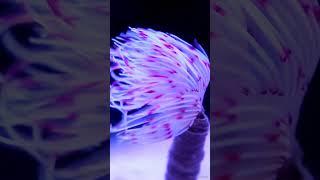 WORM...? Yes,Tube Worm "Marine Creature"#shorts #youtube #youtubeshorts #instagram #reels