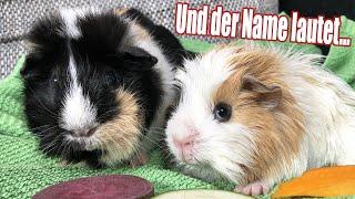 Neues Meerschweinchen bekommt einen NAMEN!! | Die Meeries