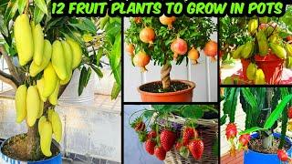 गमले में ढेर सारे फल देने वाले 12 फ्रूट प्लांट | Fruit Plants To Grow In Pots & Get Lots Of Fruits