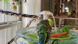 Parakeets bathing in the water fountain