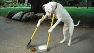 Funny dog craps in front of everyone at crufts!