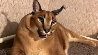 Gosha Hisses to Andrey : Big Floppa #caracal