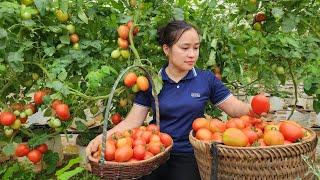 Harvesting Tomato Garden goes to the market sell | Lý Thị Ca