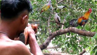 BERBURU AYAM HUTAN & BURUNG PUNAI DI MUSIM POHON BERINGIN BERBUAH