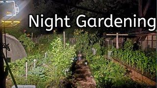 5 Reasons To Garden At Night-Night Gardening