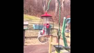 The Squirrel Proof Bird Feeder