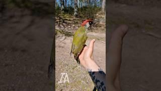 He came to check me out | #greenwoodpecker #shorts