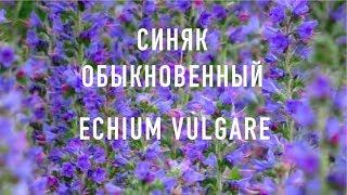 СИНЯК ОБЫКНОВЕННЫЙ(Медоносы Украины) | ПчелоСад