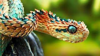 THE RAREST SNAKES In The World