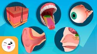 Senses for Kids - Taste, Touch, Sight, Hearing and Smell