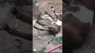 These goats have Fainting Syndrome 