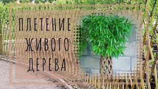 Плетеное ЖИВОЕ дерево. Woven living tree made of twigs. МАСТЕР-КЛАСС! #плетеноедерево #livingtree