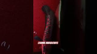 Red Barito :  Channa Red Maru aka SuperRed Emperor Snakehead #chanamarulioides #redbarito