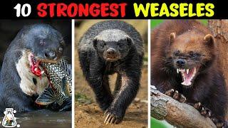 10 Most Powerful Mustelids on Earth