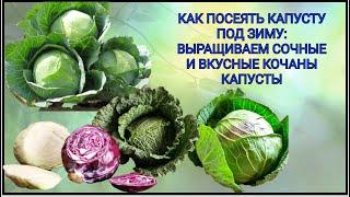 Как посеять капусту под зиму: выращиваем сочные и вкусные кочаны на участке