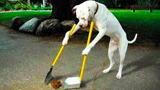 10 Best Trained & Disciplined Dogs in the World!