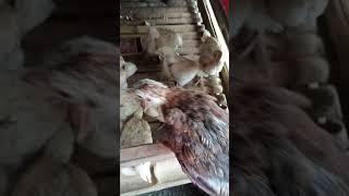 my 20 days old chick very healthy.. please subscribe like and follow to my channel thanks.